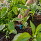 Gardena Micro-Drip-System Regulierbarer Reihentropfer 1-8 l/h, druckregulierend - Inhalt: 5 Reihentropfer, 1 Verschlusskappe (13314-20)