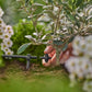 Gardena Micro-Drip-System Endtropfer 2 l/h, druckregulierend - Inhalt: 10 Stück (13302-20) (8310-20)
